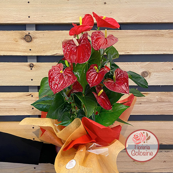 fioreria-verona-sud-spedire-anthurium-pianta-consegna-golosine-fioraio
