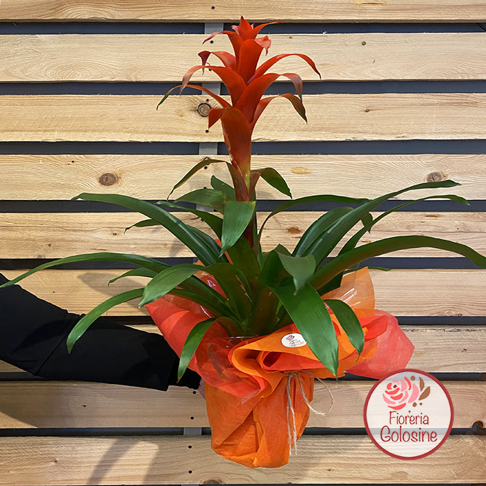 verona-sud-pianta-guzmania-fioraio-rosa-consegna-spedire-fiorista